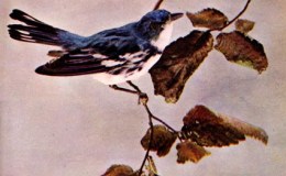 Vol, 2, # 5 – The Cerulean&nbsp;Warbler