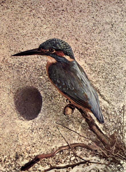 92 Common Kingfisher (Alcedo atthis) European Kingfisher for Birds Illustrated