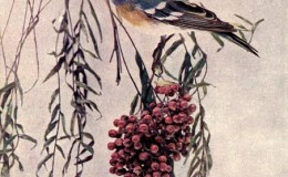 Vol. 2, # 5 – The Lazuli&nbsp;Bunting