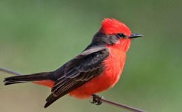 Sunday Inspiration –&nbsp;Flycatchers