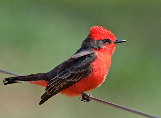 Vermilion Flycatcher (Pyrocephalus rubinus) by Dario Sanches
