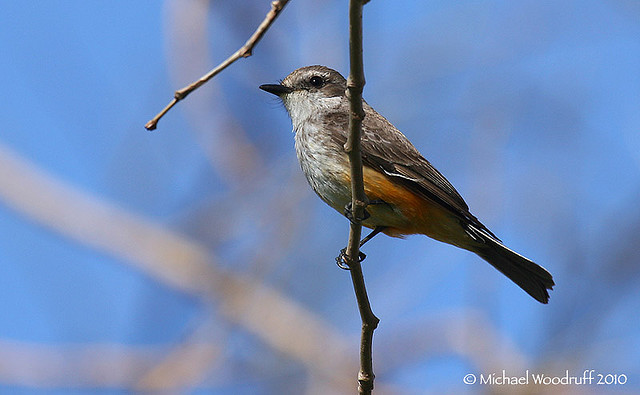 Vermilion Flycatcher (Pyrocephalus rubinus) by Michael Woodruff