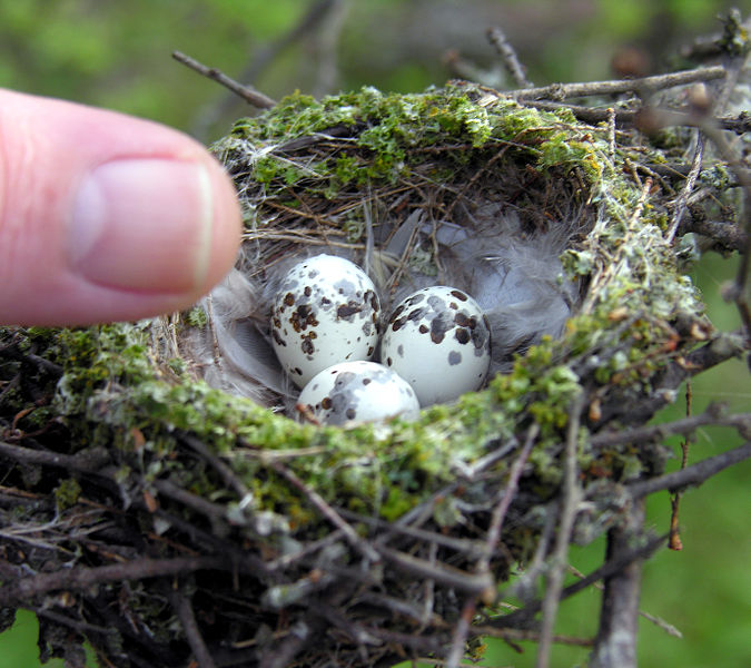 Vermilion Flycatcher (Pyrocephalus rubinus) Eggs ©WikiC