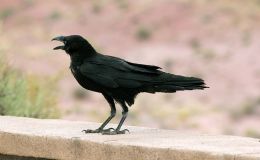 Birds of the Bible – Foundation #4 –&nbsp;Updated