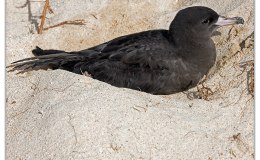 Lee’s Seven Word Sunday –&nbsp;5/7/17