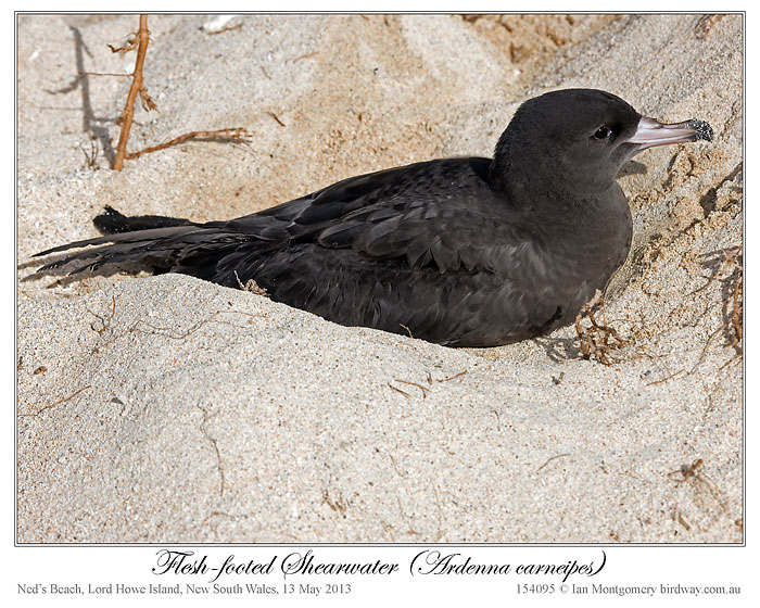 Flesh-footed Shearwater (Ardenna carneipes) by Ian 2