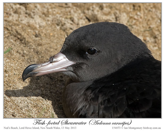 Flesh-footed Shearwater (Ardenna carneipes) by Ian 3