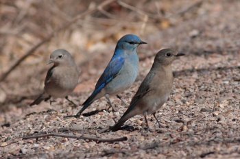 Mountain Bluebird (Sialia currucoides) by Margaret Sloan