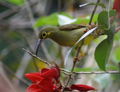 Spectacled Spiderhunter (Arachnothera flavigaster) by Peter Ericsson