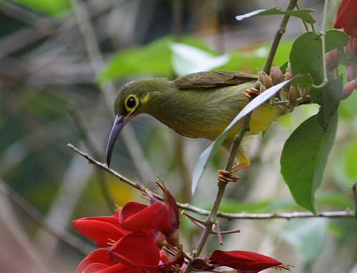 Spectacled Spiderhunter (Arachnothera flavigaster) by Peter Ericsson