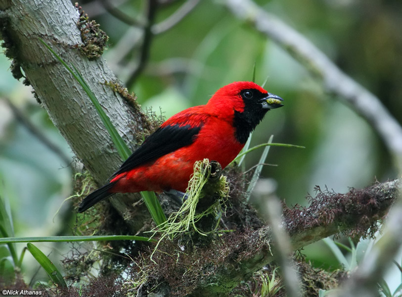 Vermilion Tanager (Calochaetes coccineus) ©Nick Athanas