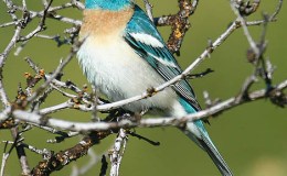 Sunday Inspiration –&nbsp;Passerines