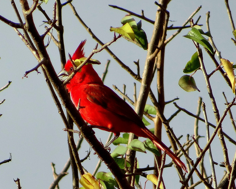 Vermilion Cardinal (Cardinalis phoeniceus) ©Flickr barloventomagico