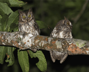 Rinjani Scops Owl (Otus jolandae) ©WikiC