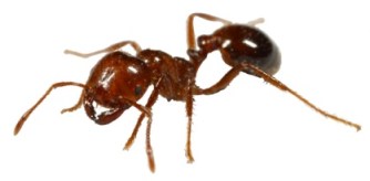 Ant from A J