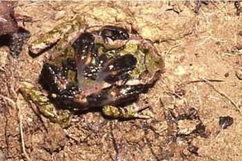 Archey’s Frog by Ian Bell from AJ Archey’s Frog by Ian Bell from AJ