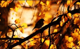 Vol. 2, # 5 – Bird Miscellany&nbsp;Plus