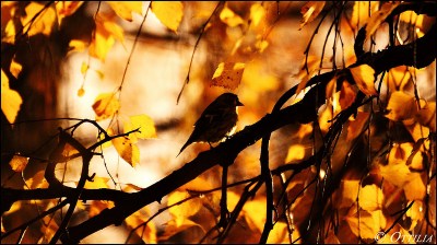 Autumn Bird ©Flickr by YlvaS