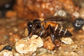 Honey Bee from AJ Honey Bee from AJ