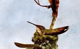 Vol 2, #6 – The Allen’s Humming&nbsp;Bird