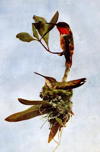 Allen's Hummingbird (Selasphorus sasin) for Birds Illustrated