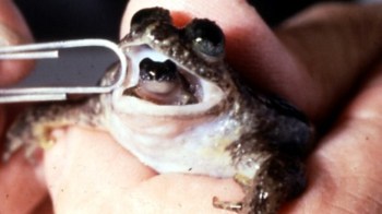 Male Darwin Frog ©© Male Darwin Frog ©©