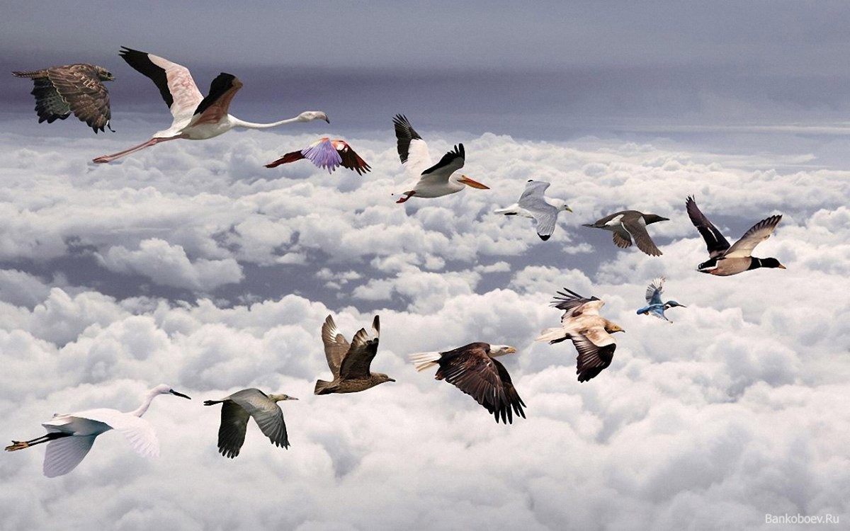 Mixed Flock of birds flying in a V Formation- Put together- ©Creative Commons