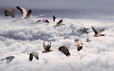 Mixed Flock of birds flying in a V Formation- Put together- ©Creative Commons