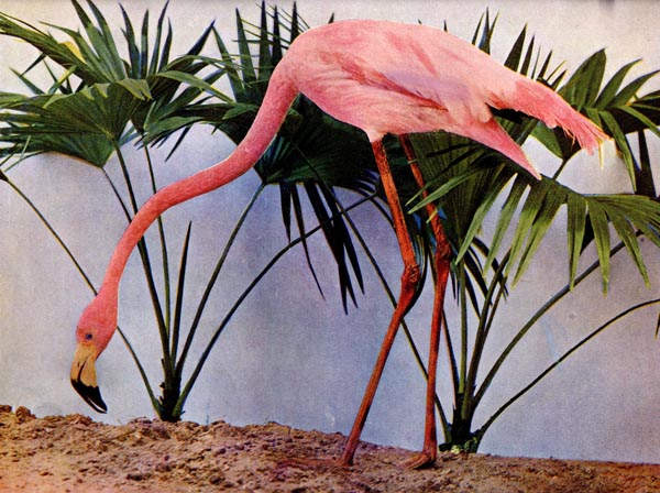 American Flamingo (Phoenicopterus ruber) for Birds Illustrated