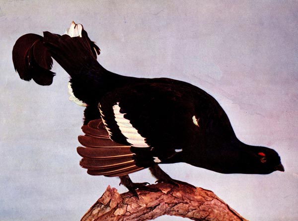 Black Grouse (Lyrurus tetrix) for Birds Illustrated