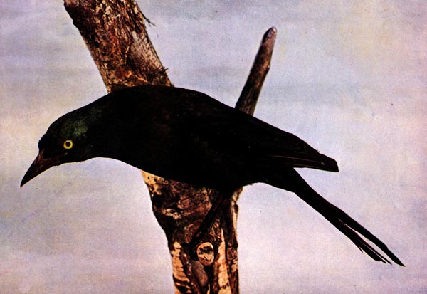 Common Grackle (Quiscalus quiscula) "Bronzed Grackle" for Birds Illustrated