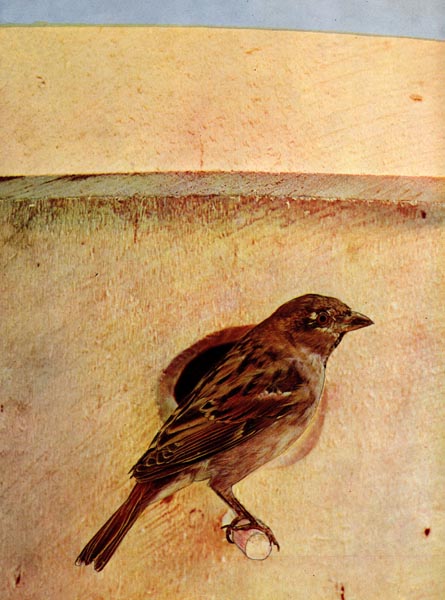 House Sparrow (Passer domesticus) "English Sparrow" for Birds Illustrated