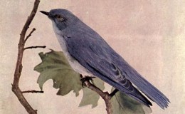 Vol 2, #6 – The Mountain&nbsp;Bluebird