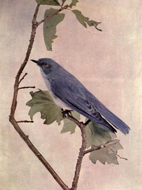 Mountain Bluebird (Sialia currucoides) for Birds Illustrated