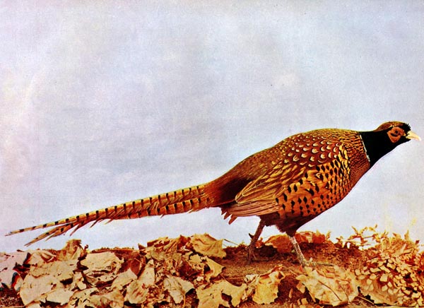 Common Pheasant (Phasianus colchicus) "Ring-necked" for Birds Illustrated