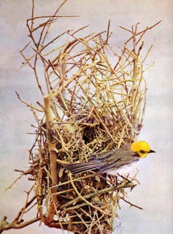 Verdin (Auriparus flaviceps) for Birds Illustrated