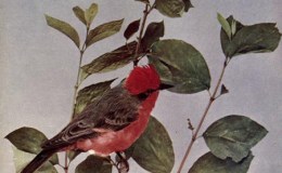 Vol. 2, # 5 – The Vermilion Fly-Catcher&nbsp;(II)
