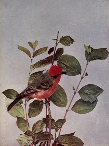 Vermilion Flycatcher (Pyrocephalus rubinus)
