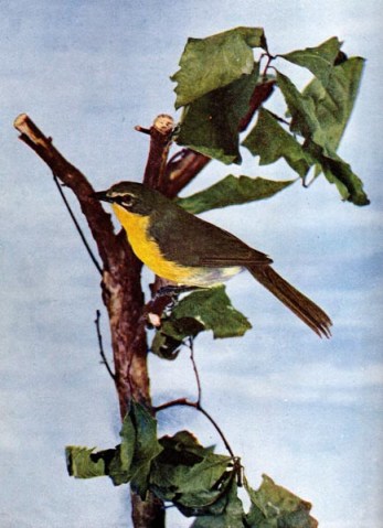 Yellow-breasted Chat (Icteria virens) for Birds Illustrated