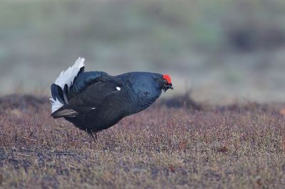 Black Grouse (Lyrurus tetrix) Cock ©WikiC