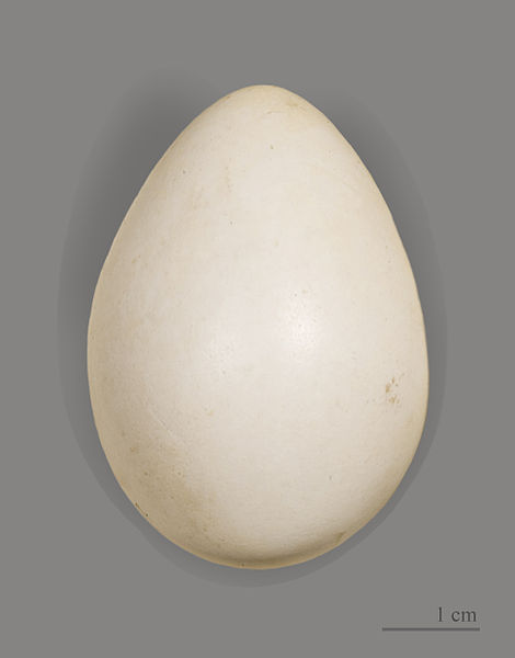 Black Grouse (Lyrurus tetrix) Egg ©WikiC