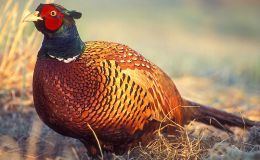 Vol 2, #6 – The Ring-necked&nbsp;Pheasant
