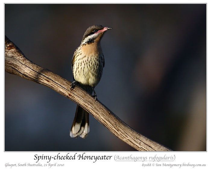 Spiny-cheeked Honeyeater (Acanthagenys rufogularis) by Ian