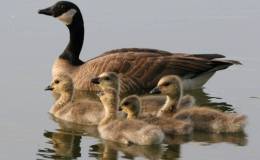 Child’s Book of Water Birds ~ The&nbsp;Goose