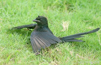 Black Drongo (Dicrurus macrocercus) Anting ©WikiC
