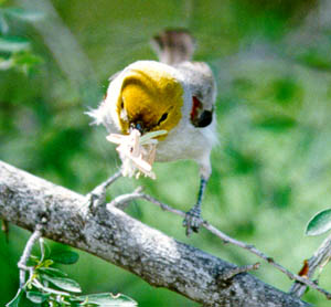 Verdin (Auriparus flaviceps) Building Nest 2 ©Earle Robinson