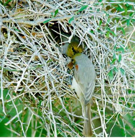 Verdin (Auriparus flaviceps) Building Nest 3©Earle Robinson