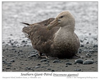 Southern Giant Petrel (Macronectes giganteus) by Ian