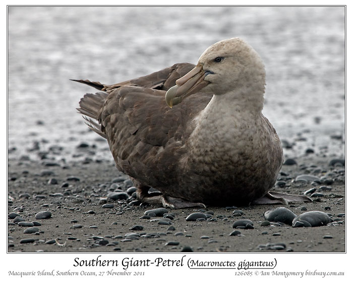 Southern Giant Petrel (Macronectes giganteus) by Ian