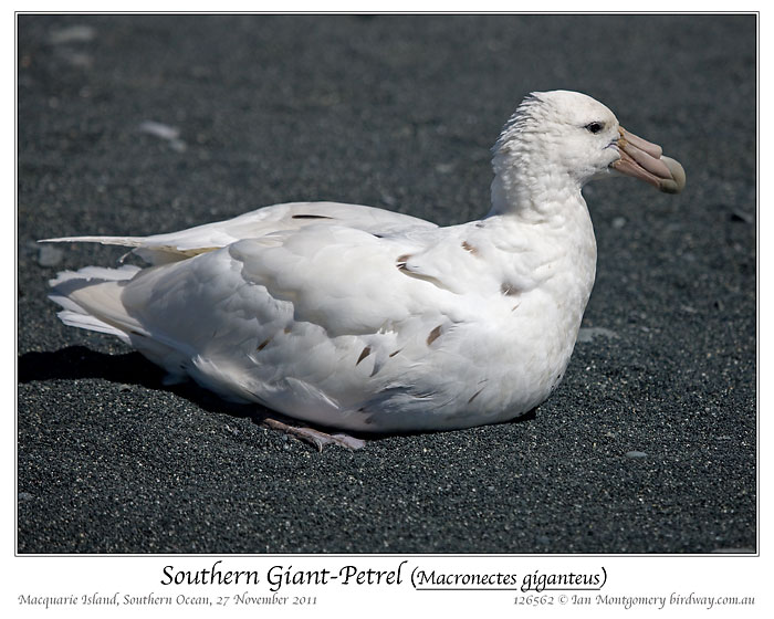 Southern Giant Petrel (Macronectes giganteus) by Ian